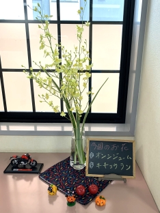 オンシジューム・キキョウラン