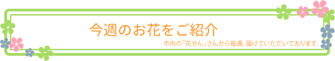 今週のお花をご紹介