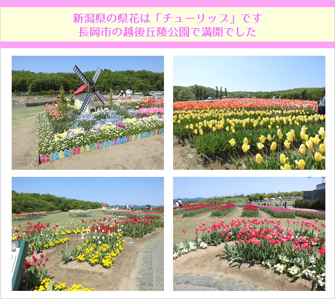 新潟県の県花は「チューリップ」です