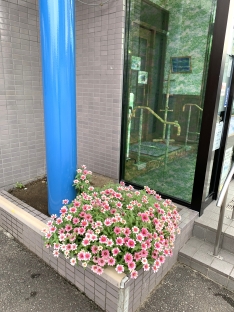 朝顔のグリーンカーテンを撤去
