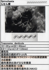 糖尿病誘発仕組み解明