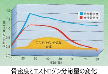 骨粗しょう症の骨