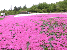 芝桜祭り