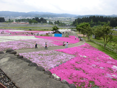 芝桜祭り