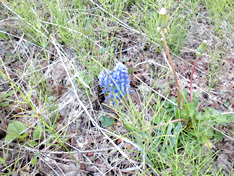 近所の庭や空き地で綺麗な花が咲き始めました