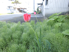 近所の庭や空き地で綺麗な花が咲き始めました