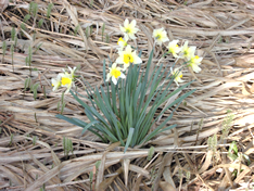 近所の庭や空き地で綺麗な花が咲き始めました