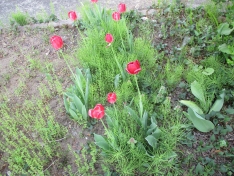 近所で綺麗なお花が咲きました