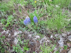 近所で綺麗なお花が咲きました