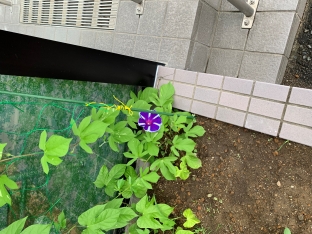 ついに朝顔が咲きました